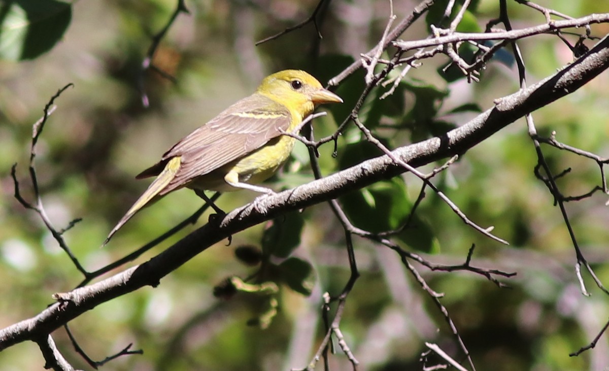 Western Tanager - ML353707301