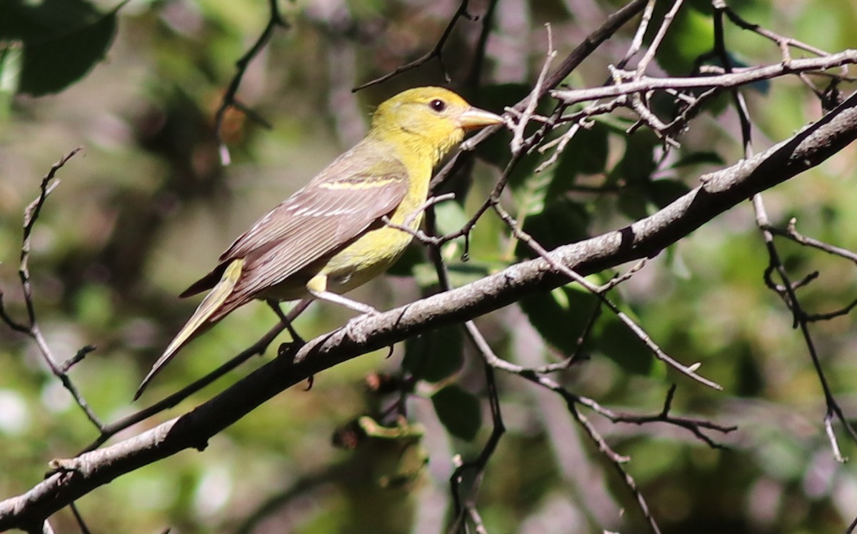 Western Tanager - ML353707321