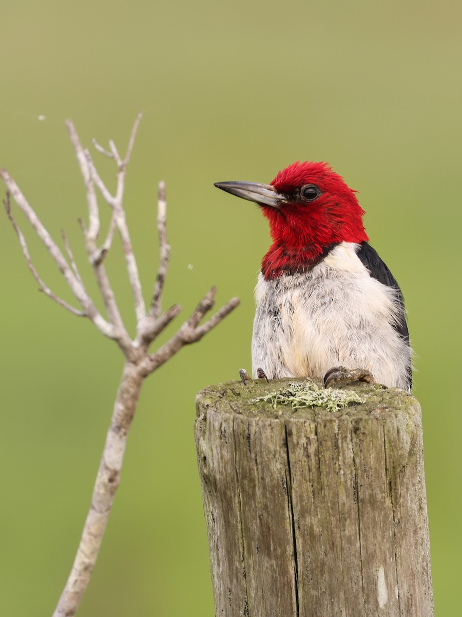 Red-headed Woodpecker - ML353707411