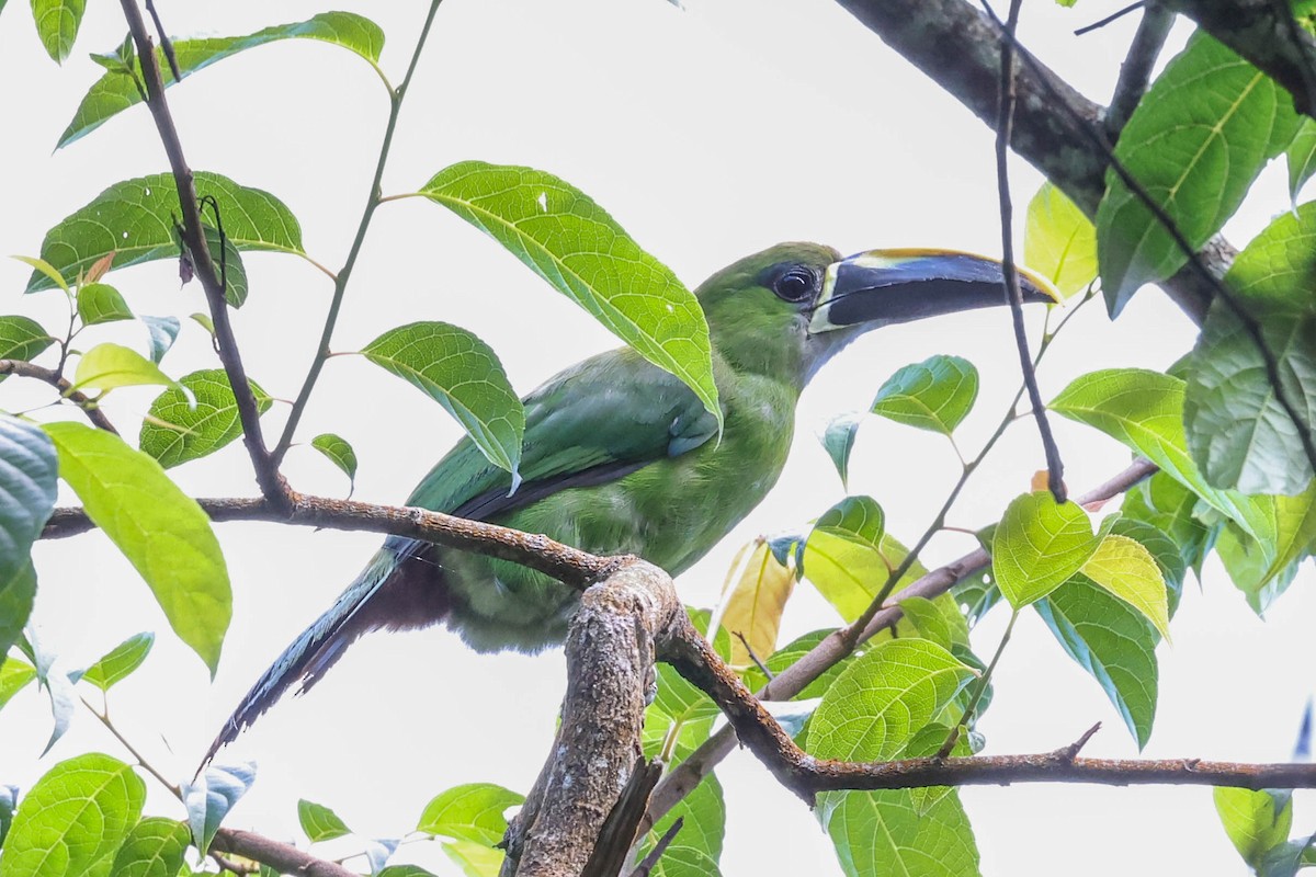 Southern Emerald-Toucanet (Santa Marta) - Allison Miller