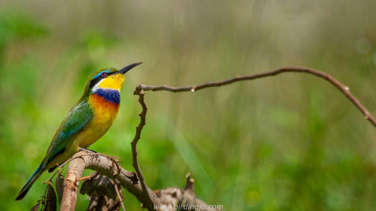 Blue-breasted Bee-eater - Jotinder Sudan