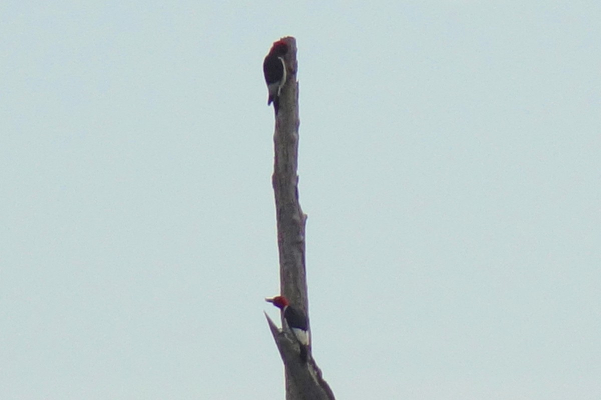 Red-headed Woodpecker - ML353710501
