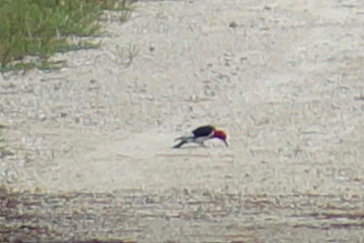 Red-headed Woodpecker - barbara segal