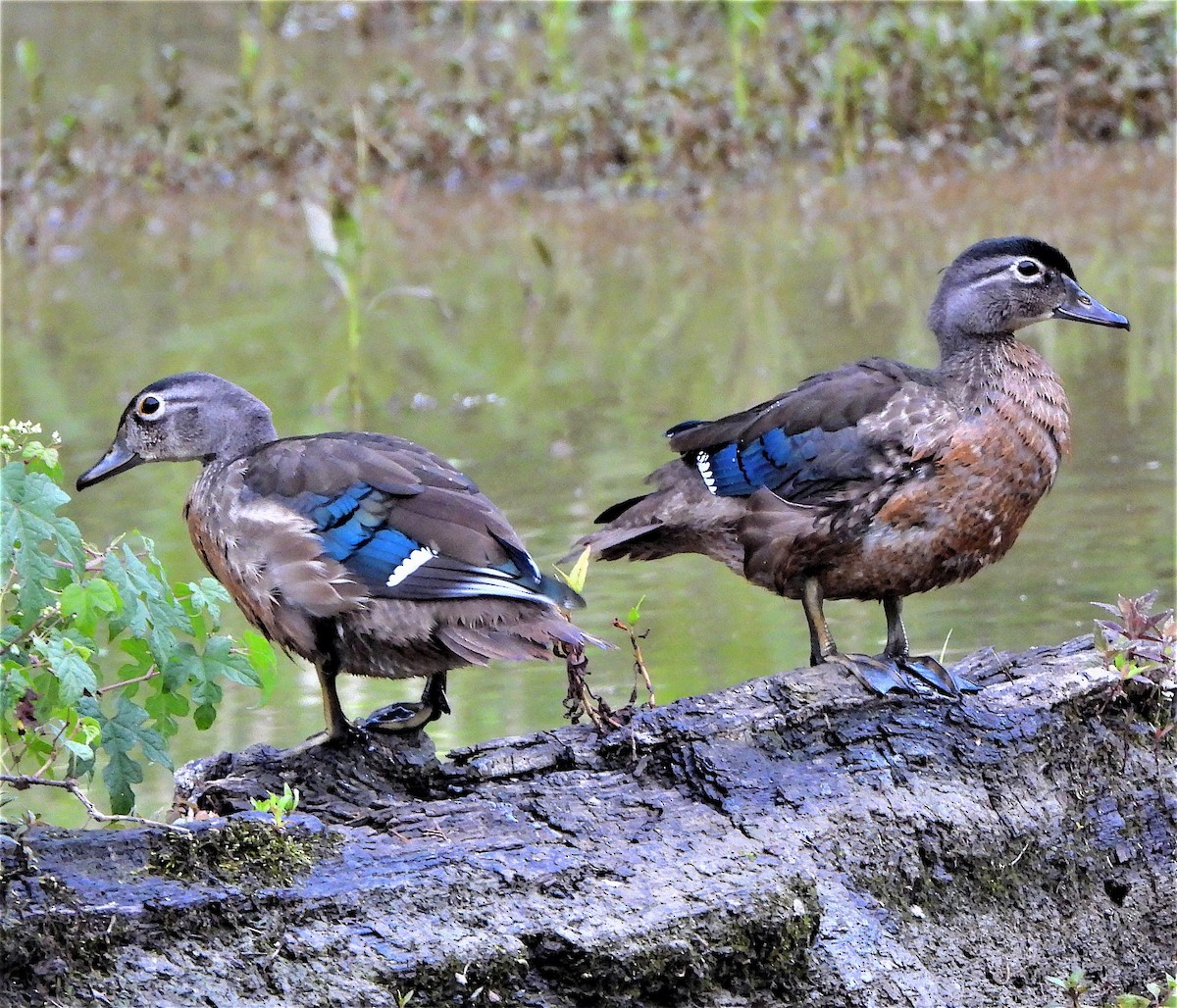 eBird Checklist - 11 Jul 2021 - **HUNTLEY MEADOWS PARK - 42 species