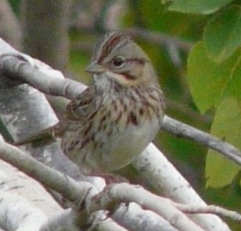 Lincoln's Sparrow - Paul Frost