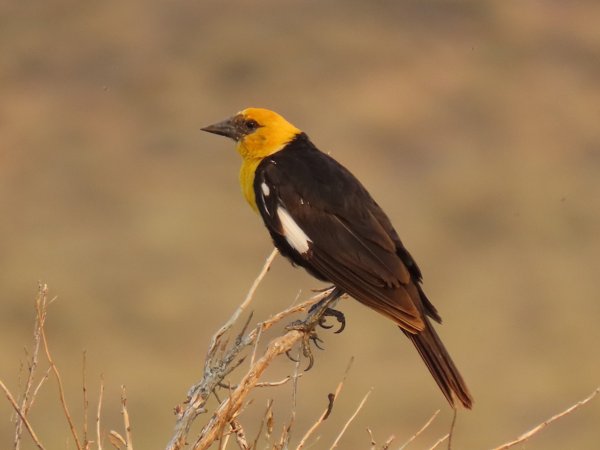 Yellow-headed Blackbird - Brent Thomas