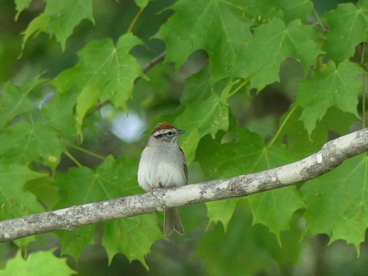 Chipping Sparrow - ML353714031