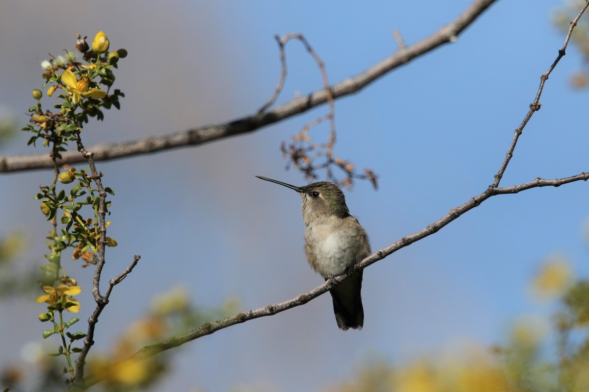 Broad-tailed Hummingbird - Ann Vaughan