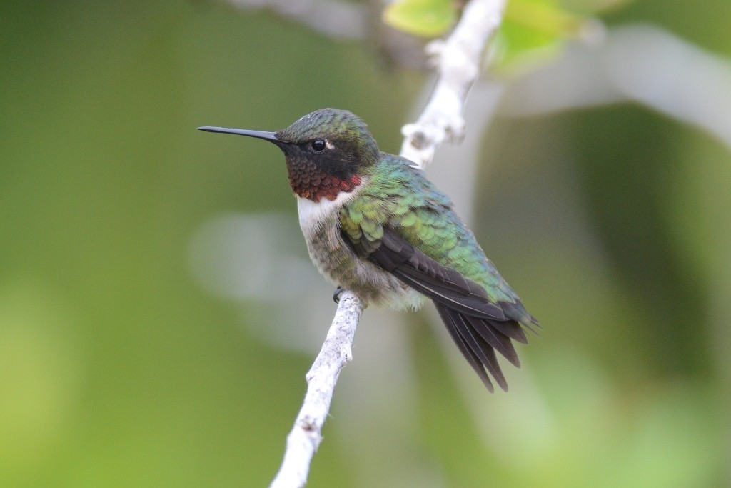 Ruby-throated Hummingbird - Andrew Dobson