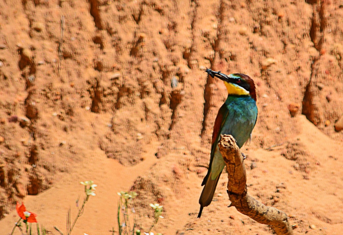 European Bee-eater - ML353733191