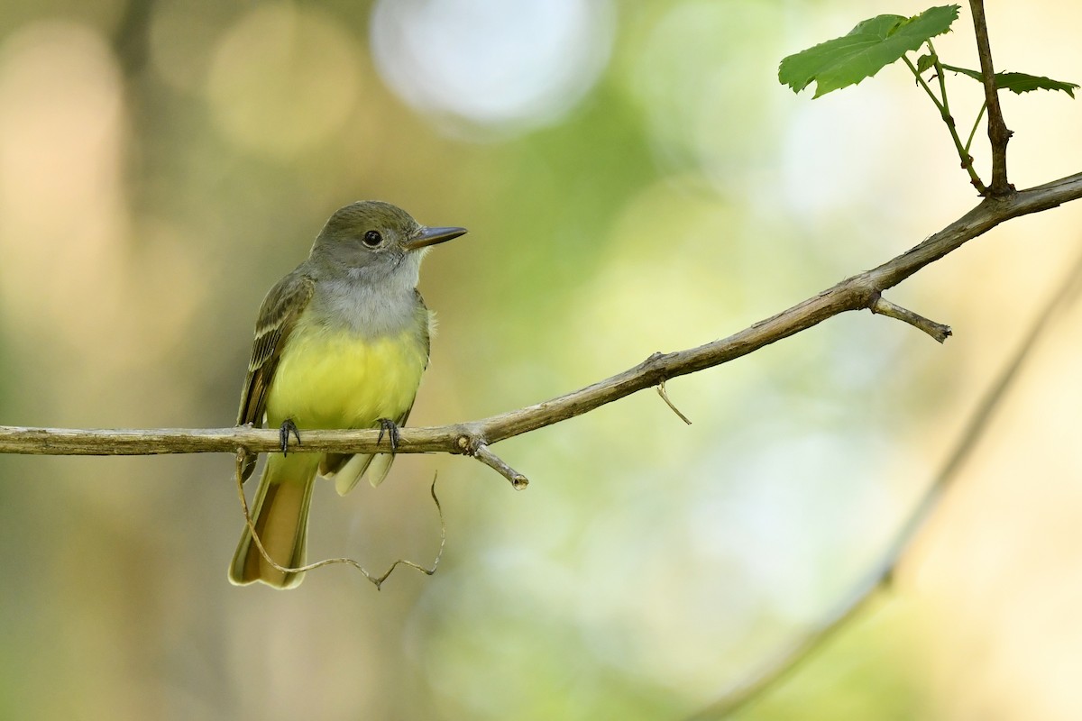 Great Crested Flycatcher - ML353737311