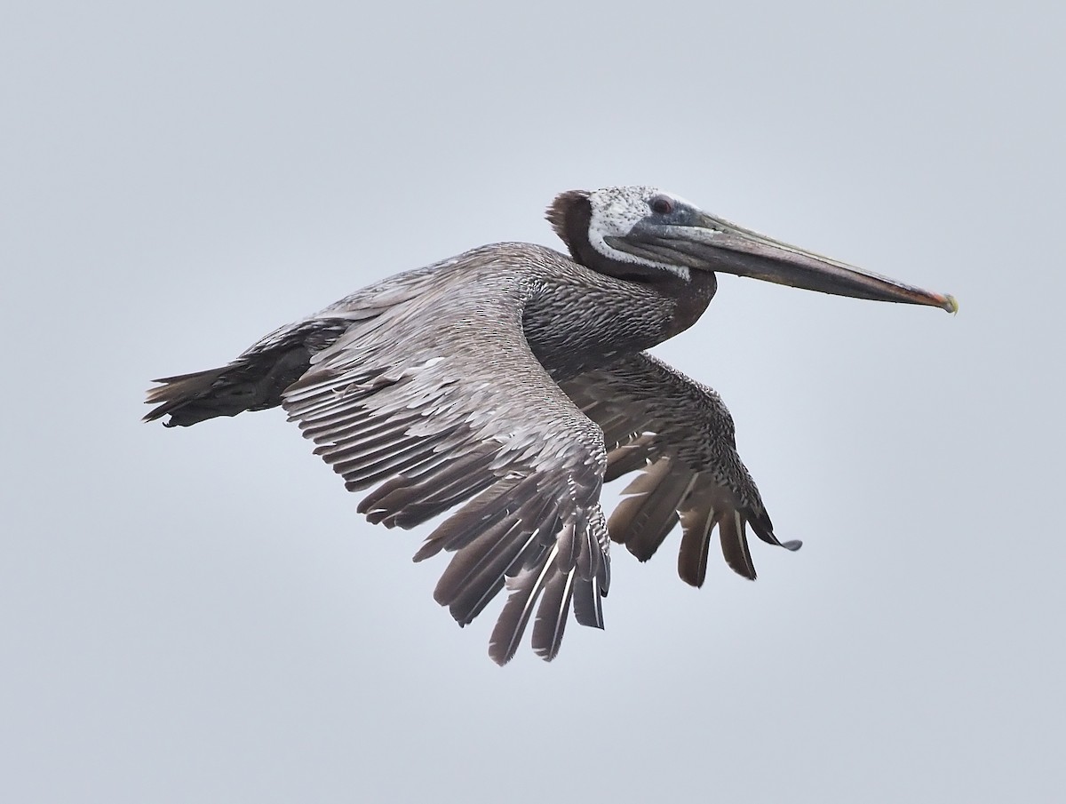 pelikán hnědý - ML353740281