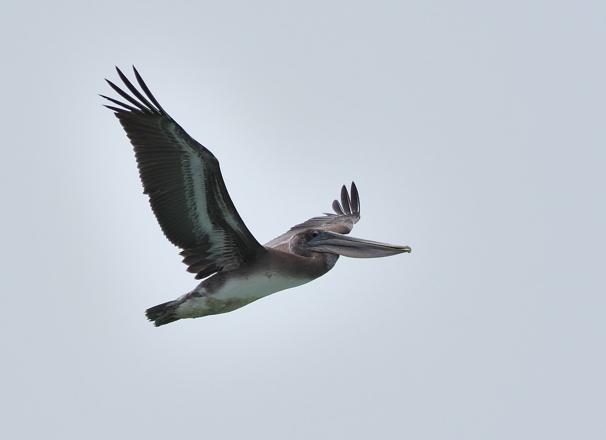 pelikán hnědý - ML353740311