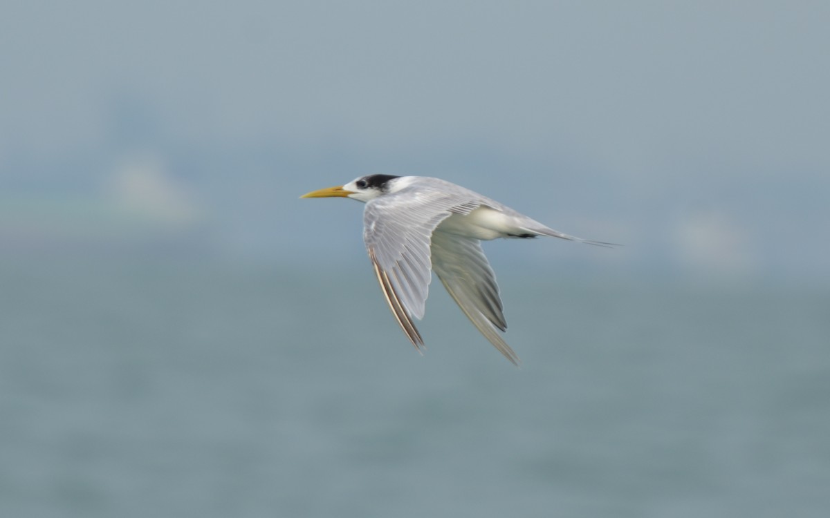 Great Crested Tern - ML35374051