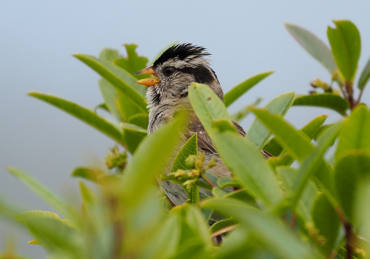 White-crowned Sparrow (nuttalli) - ML353740691