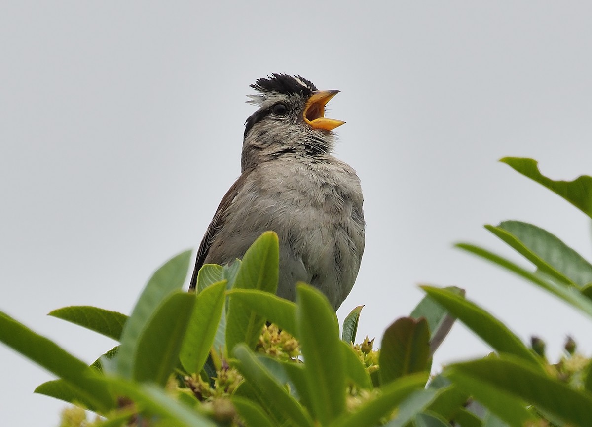 White-crowned Sparrow (nuttalli) - ML353740701