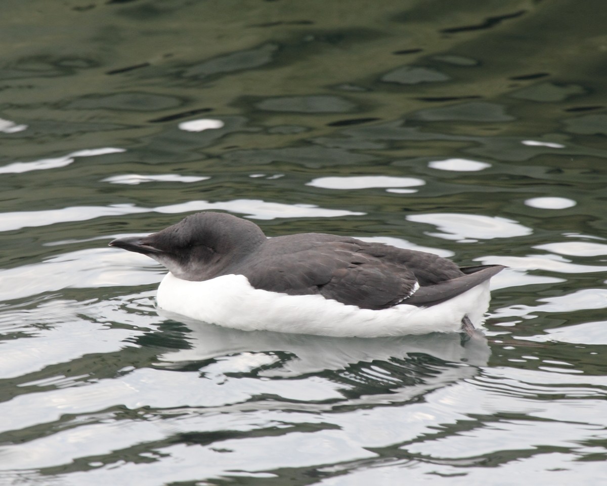 Thick-billed Murre - ML35374131