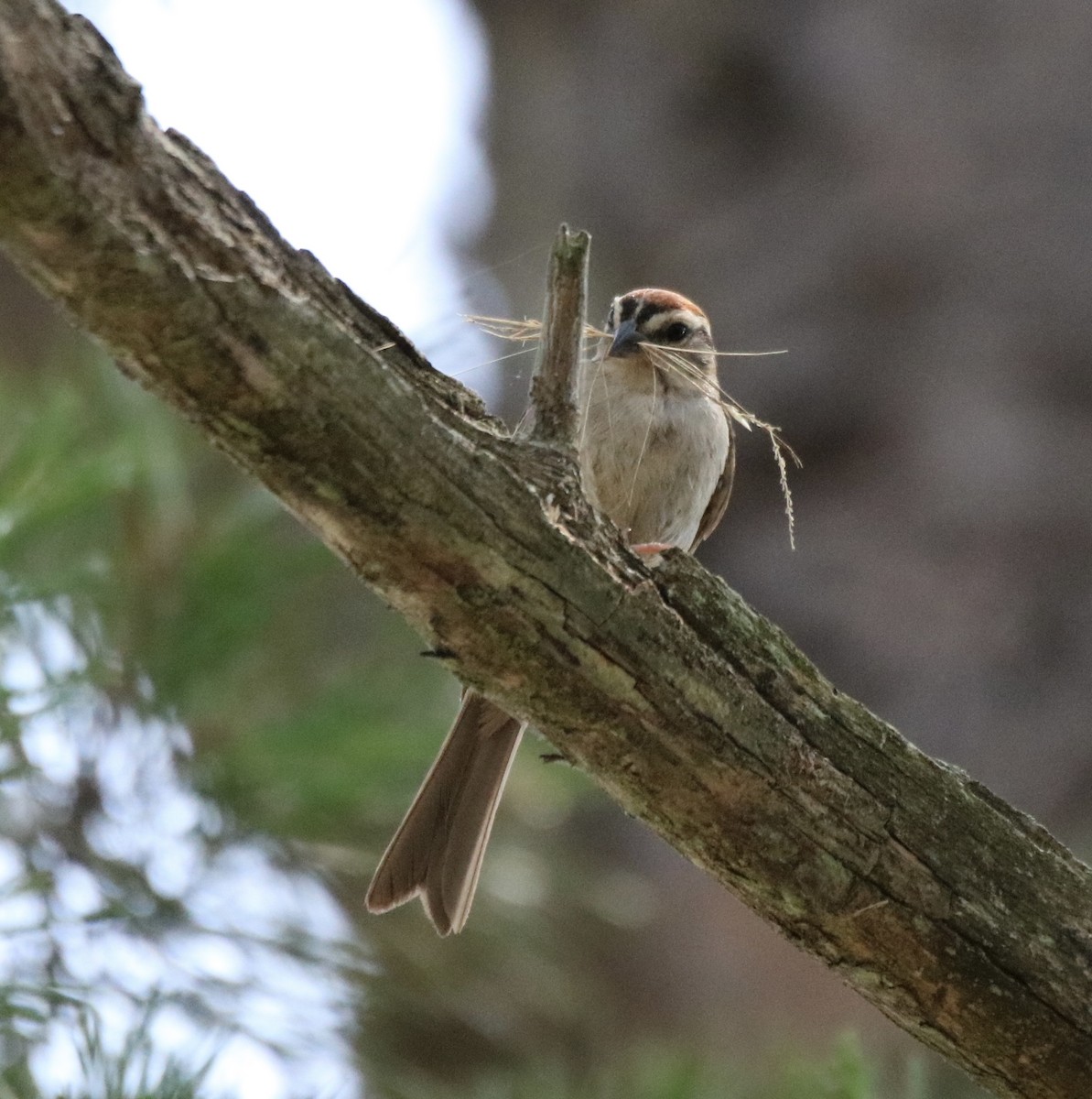 Chipping Sparrow - ML353745331