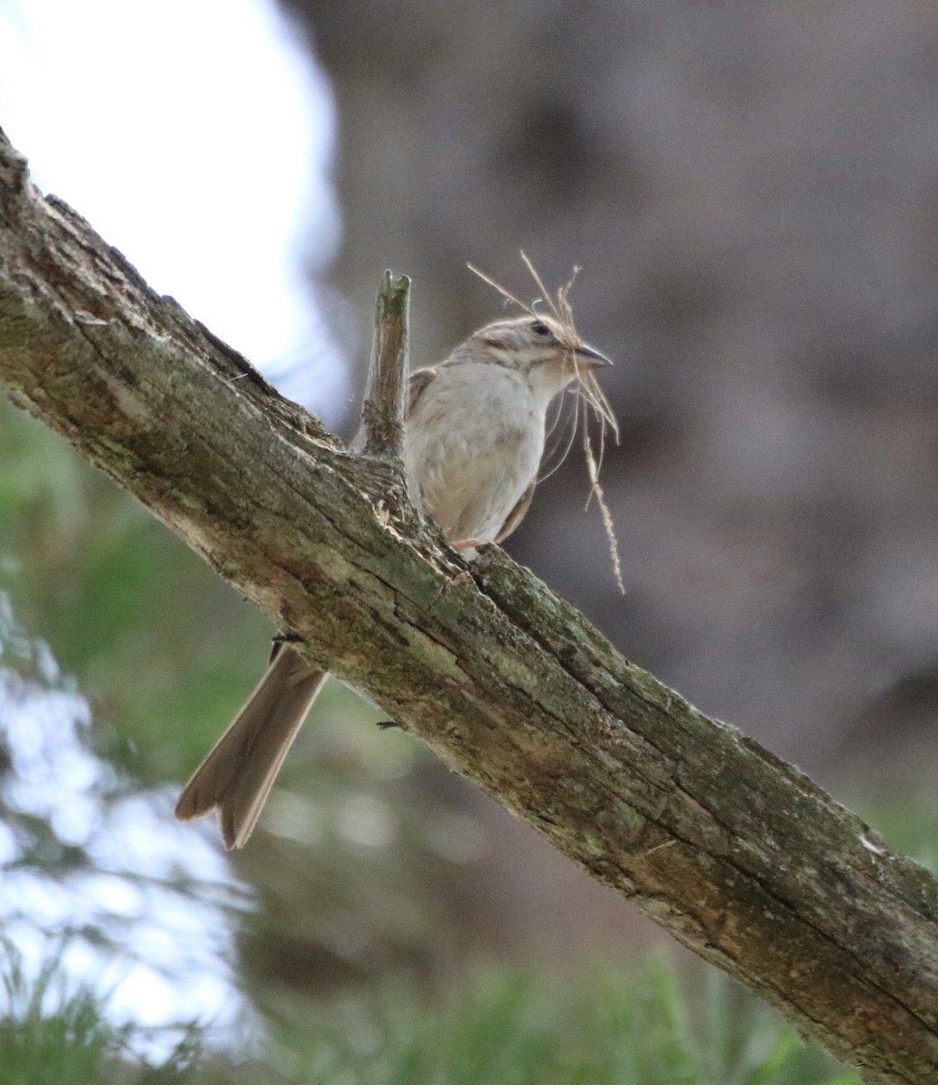 Chipping Sparrow - ML353745341