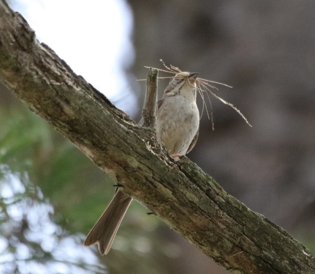 Chipping Sparrow - ML353745361