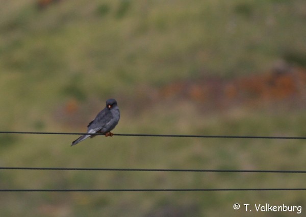 Red-footed Falcon - ML35374811