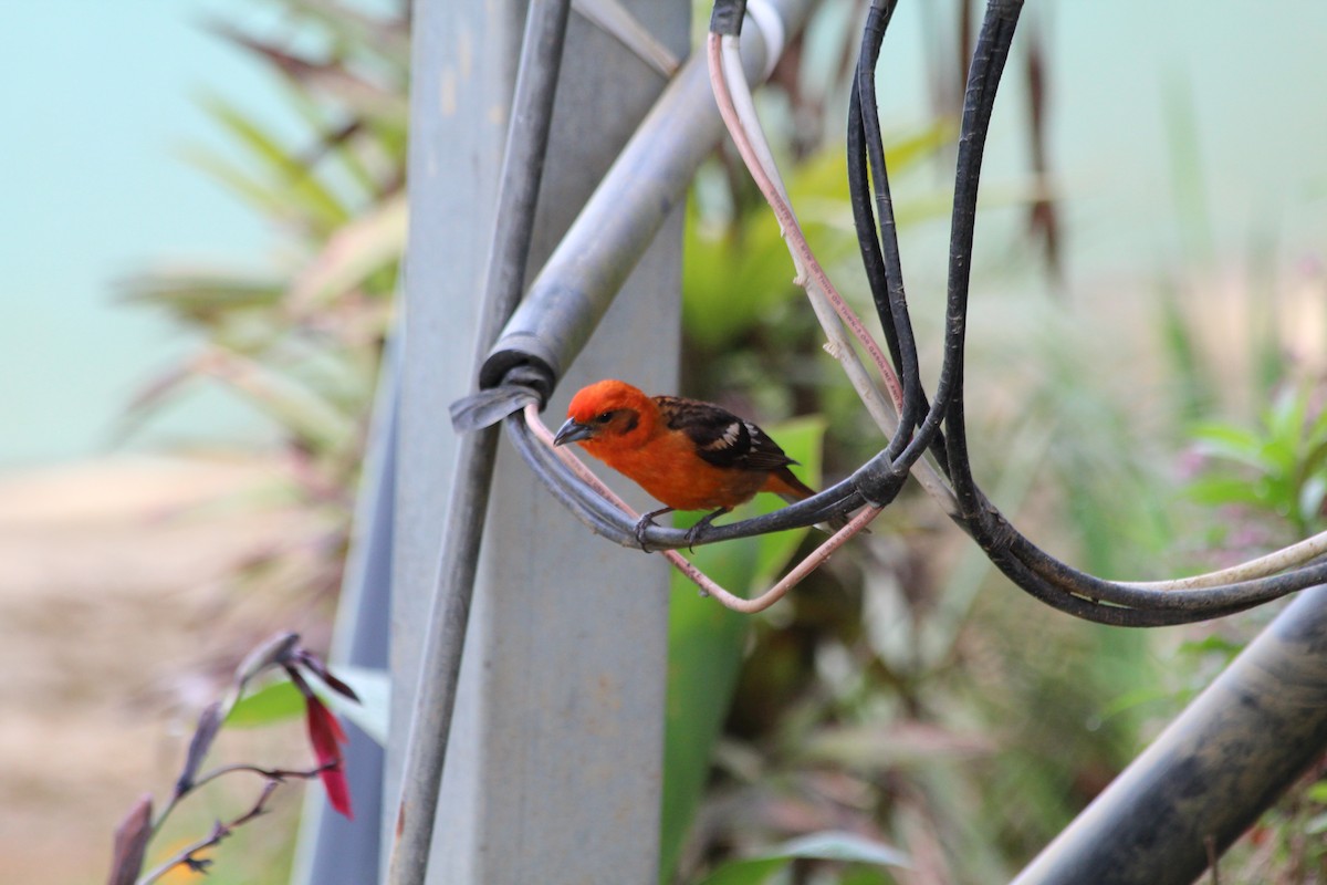 Flame-colored Tanager - ML353749181