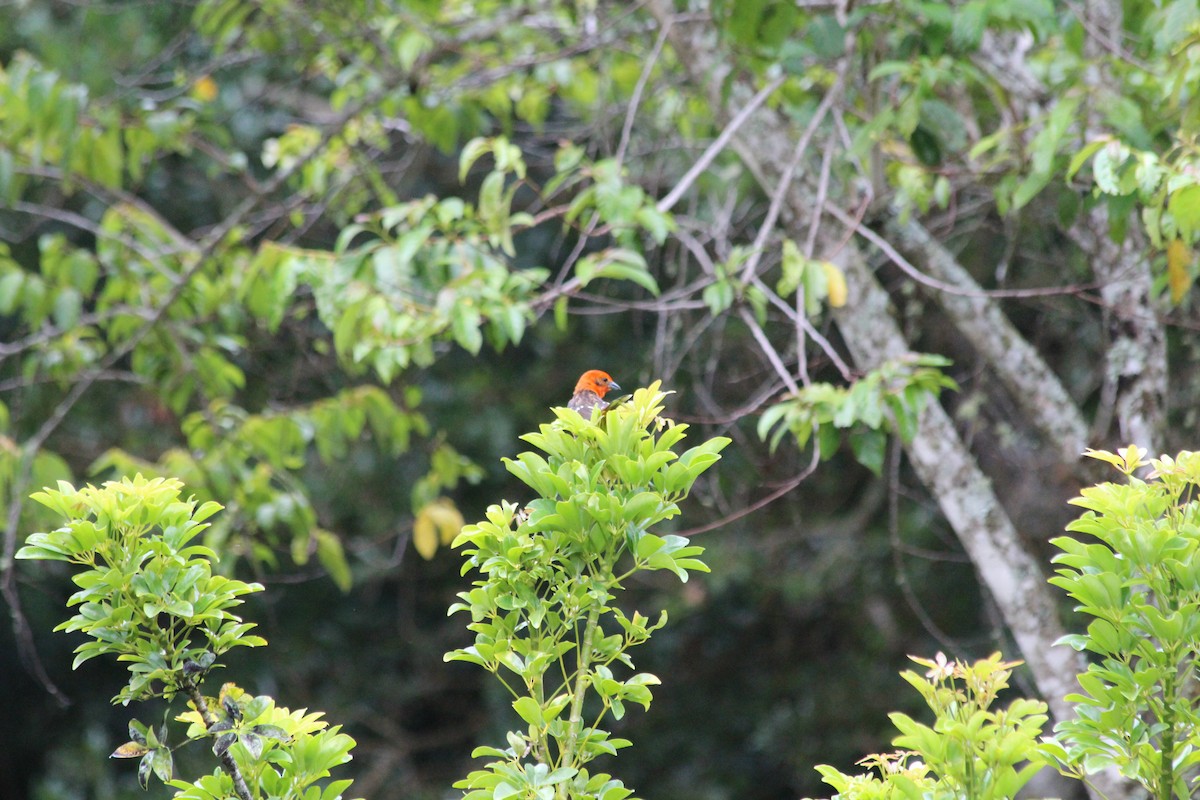 Flame-colored Tanager - ML353749221