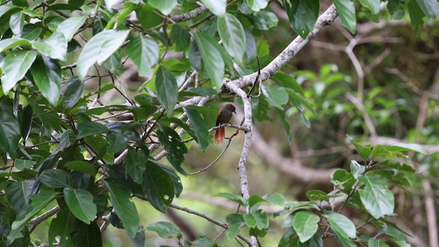 Red-faced Spinetail - ML353750251
