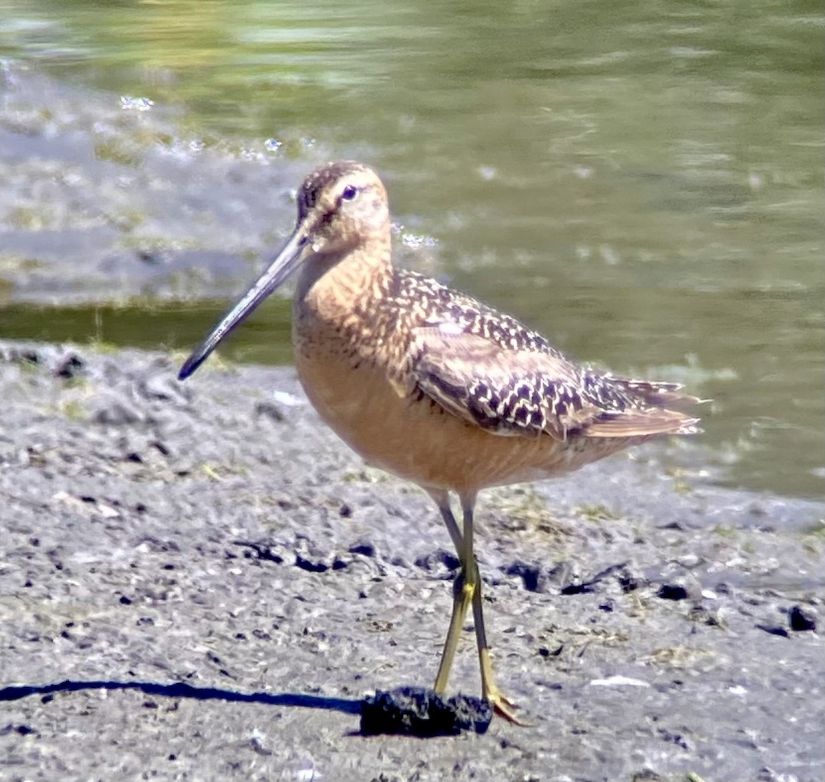 Long-billed Dowitcher - ML353756481
