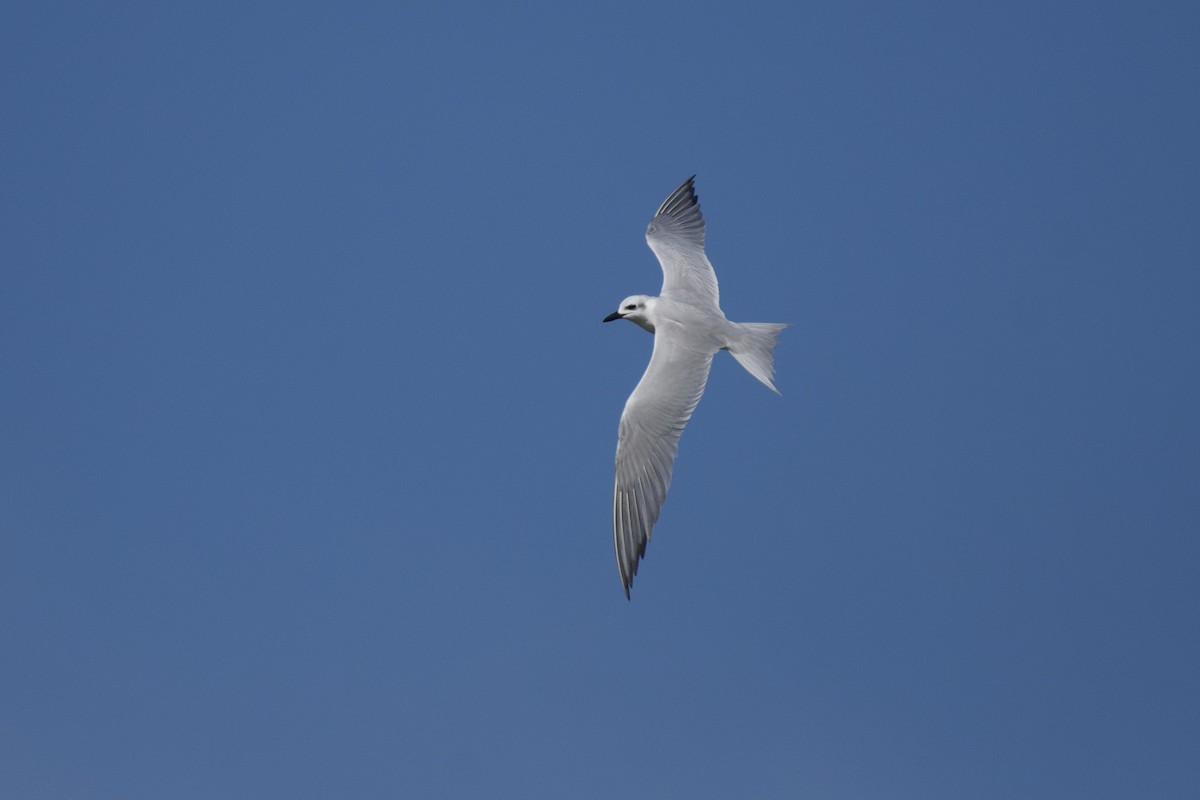 Gull-billed Tern - Josiah Verbrugge