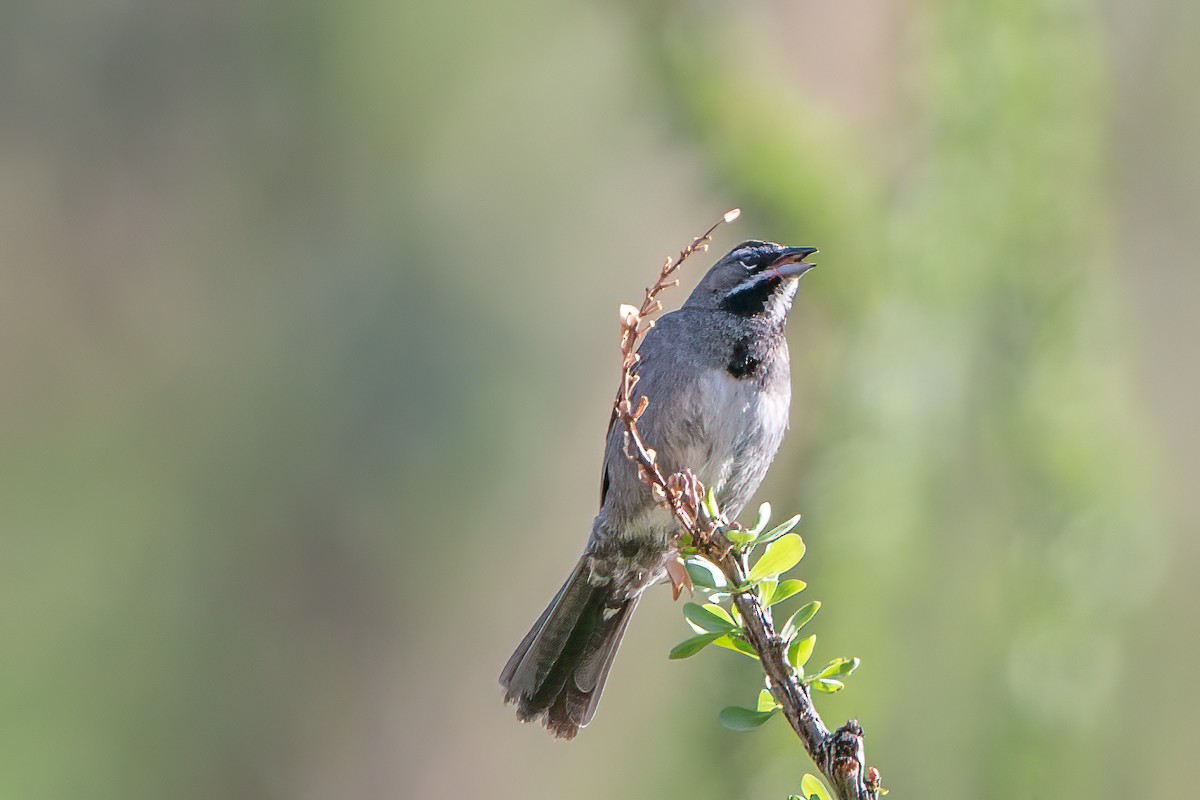 Five-striped Sparrow - Shawn Cooper