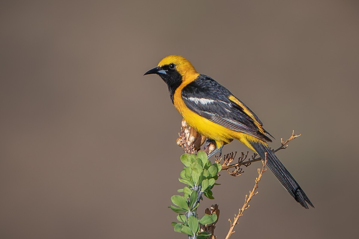 Hooded Oriole - Shawn Cooper