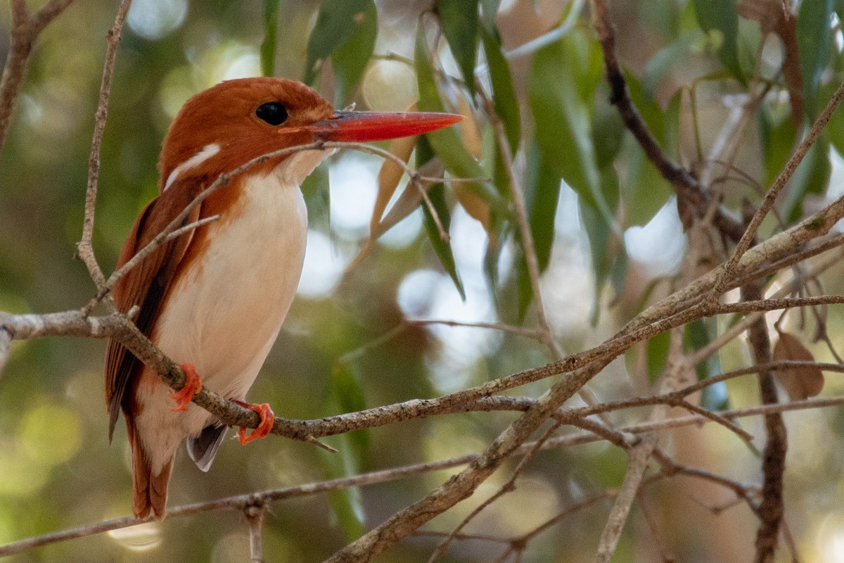 Madagascar Pygmy Kingfisher - Sarah M