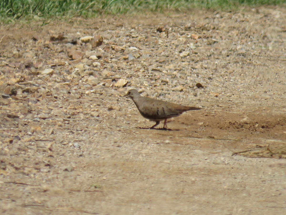 Ruddy Ground Dove - ML35375971