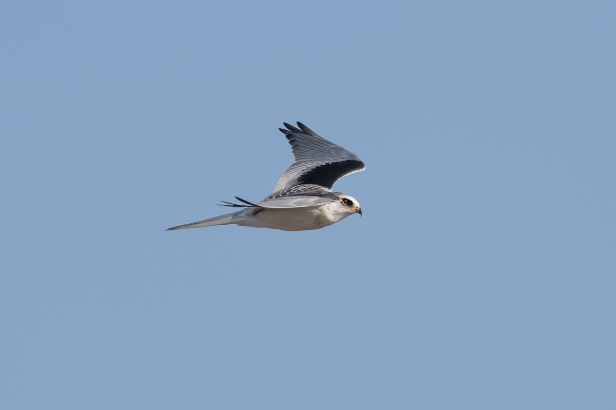 White-tailed Kite - Jorge Claudio Schlemmer