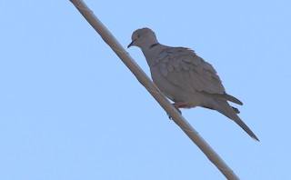Eurasian Collared-Dove, ML353759811
