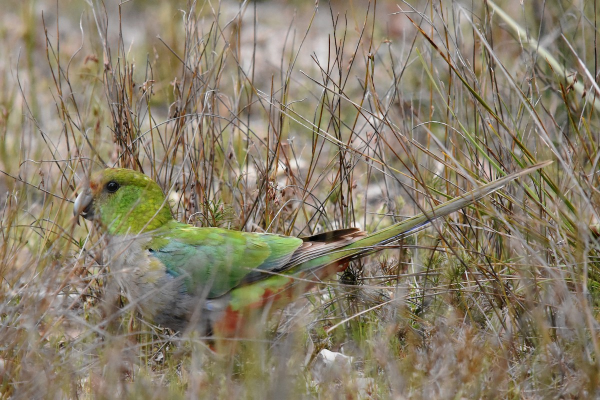 Red-capped Parrot - Geoffrey Groom