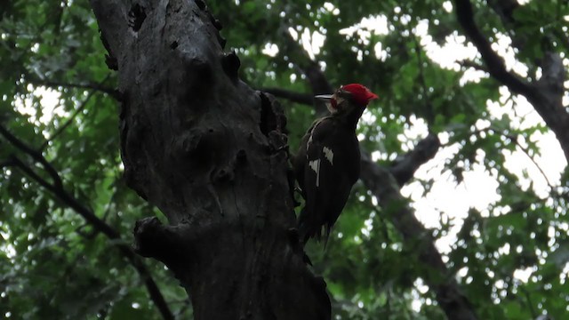 Pileated Woodpecker - ML353766261