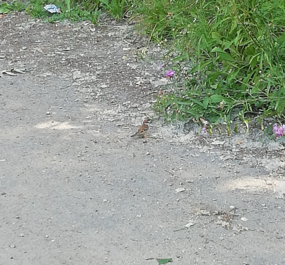 Eurasian Tree Sparrow - Валерия Поворова