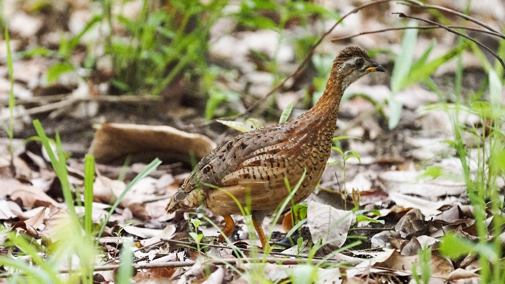 White-throated Francolin - ML353771171