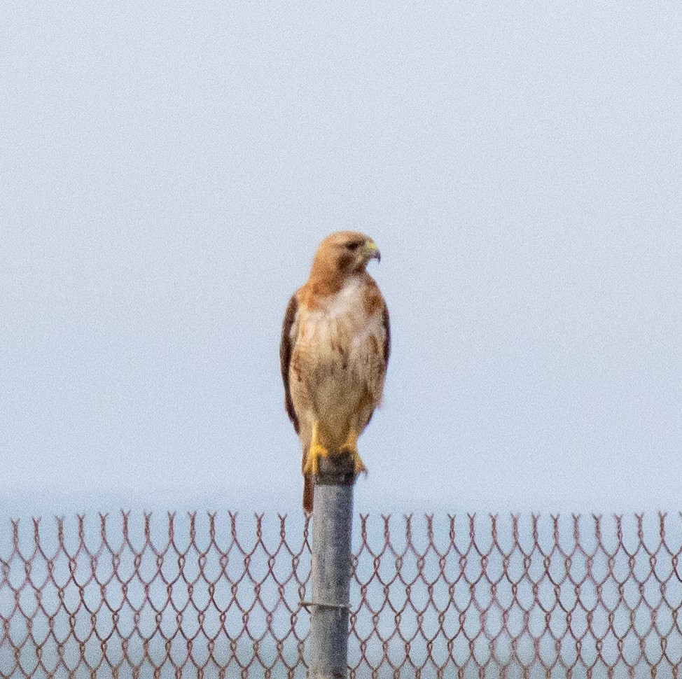 Red-tailed Hawk - ML353771801