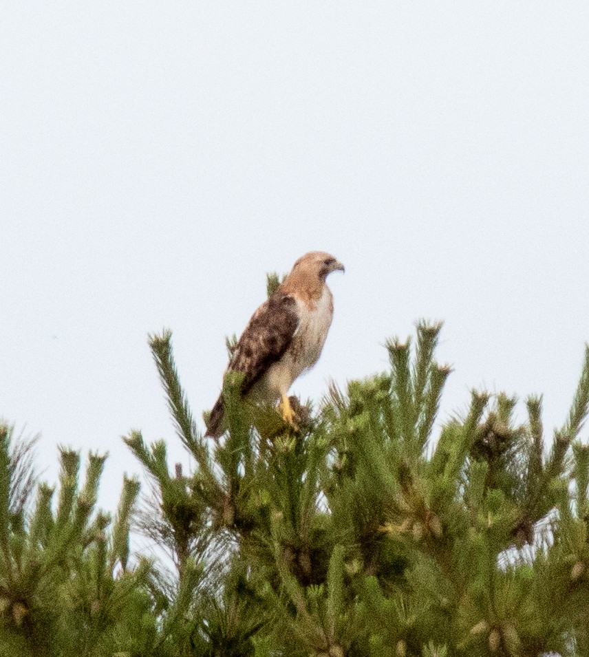 Red-tailed Hawk - Sonya Keene