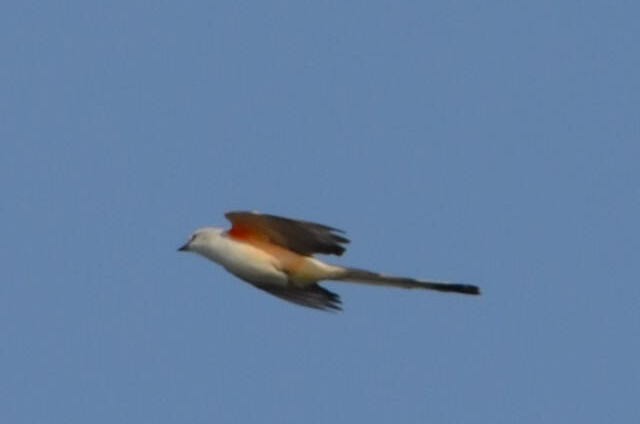 Scissor-tailed Flycatcher - Sarah Lamond