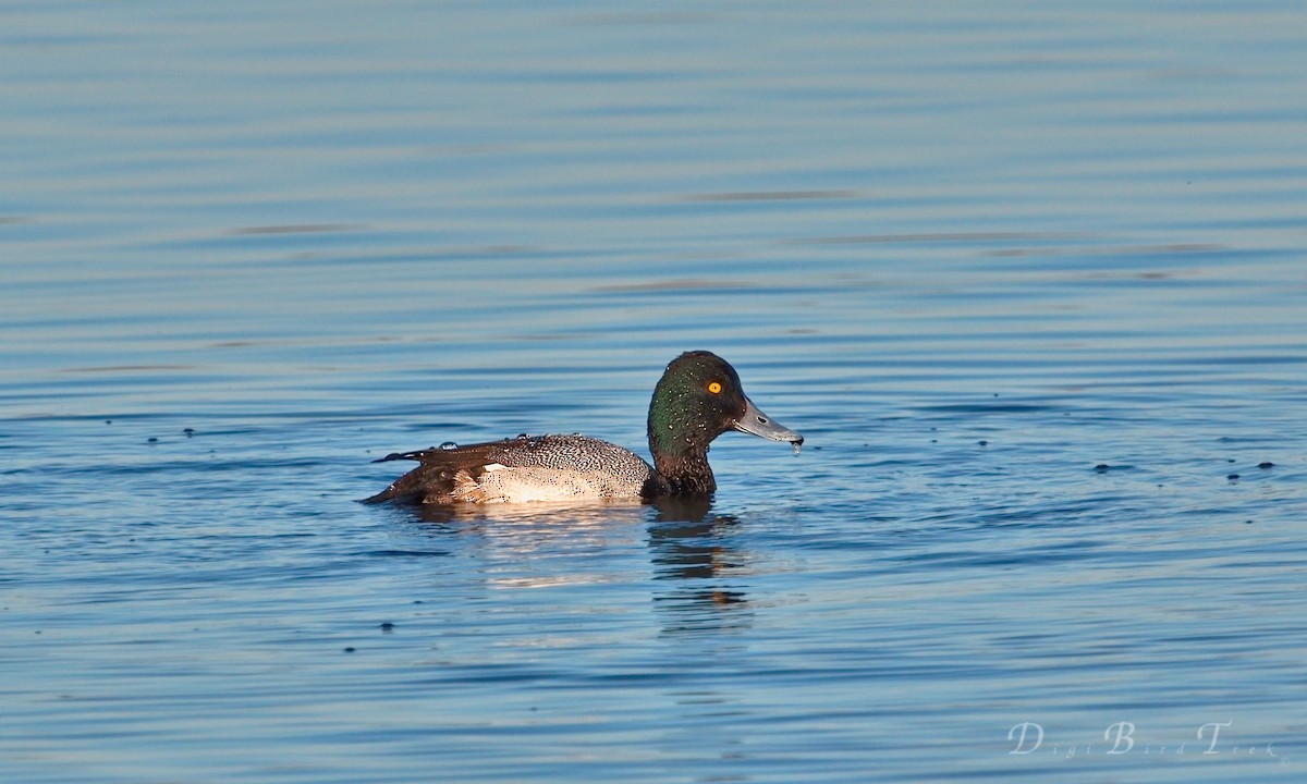 Greater Scaup - ML35377641