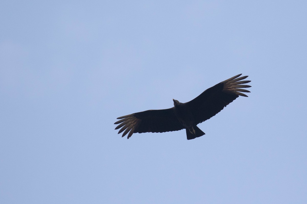 Black Vulture - ML353777941