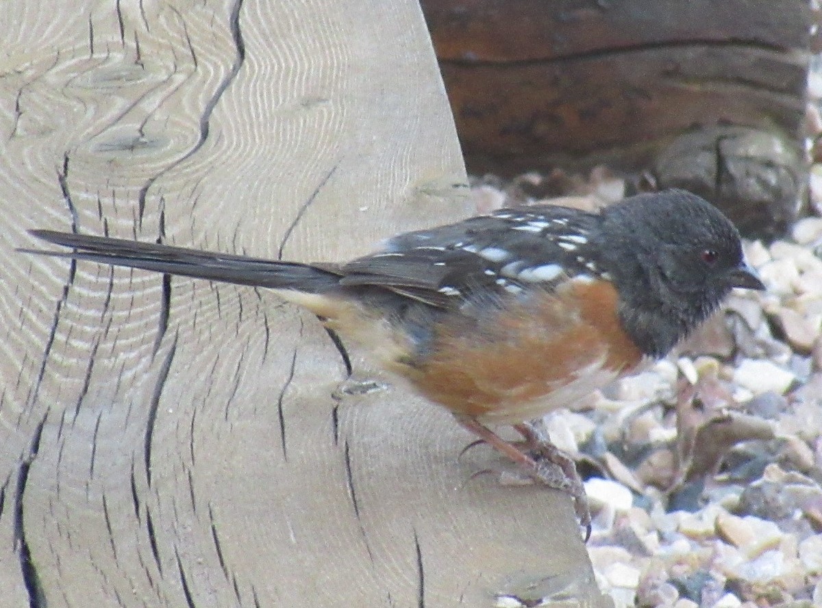 Spotted Towhee - ML353782331
