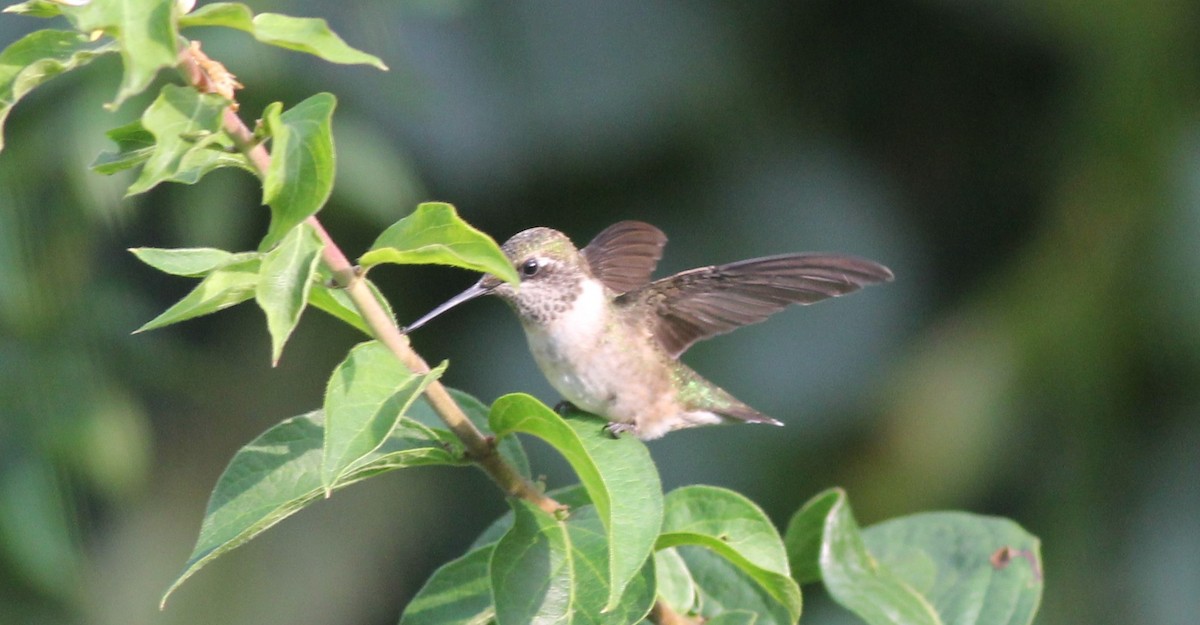 Ruby-throated Hummingbird - Michael Clay