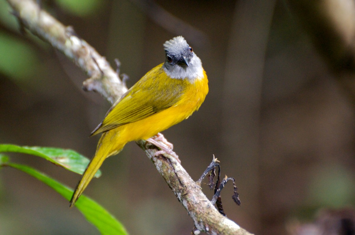 Gray-headed Tanager (Gray-crested) - ML35379001