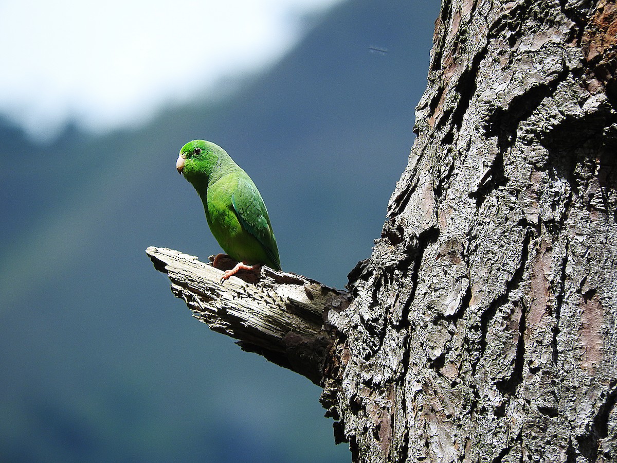 Yeşil Sokumlu Serçe Papağanı - ML353795021