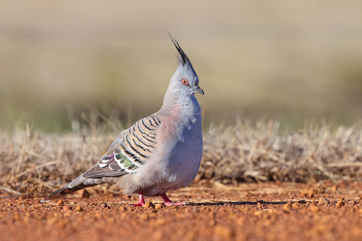 Crested Pigeon - Ged Tranter